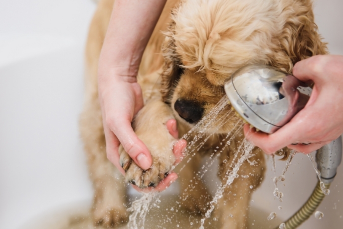 Dog wash