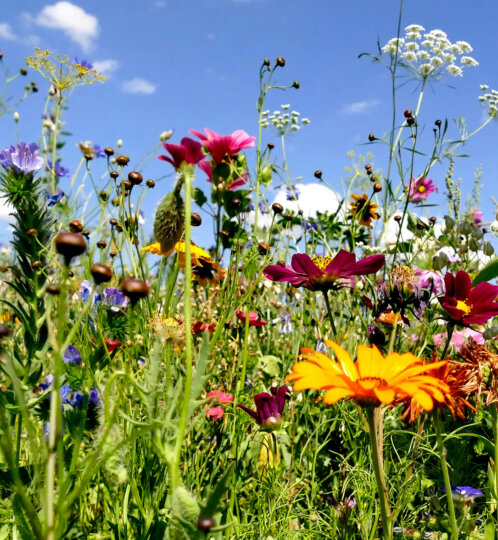 Field of flowers
