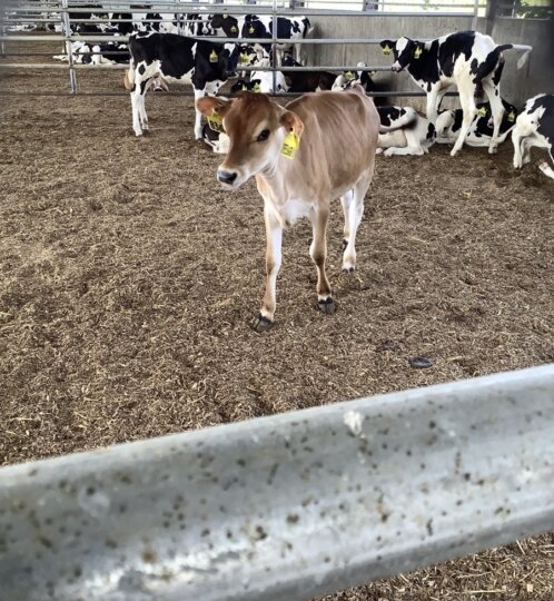 A tan calf stands in a barn pen among black and white cows with ear tags; metal rails and a dirt, straw floor, with more cows resting in the back.