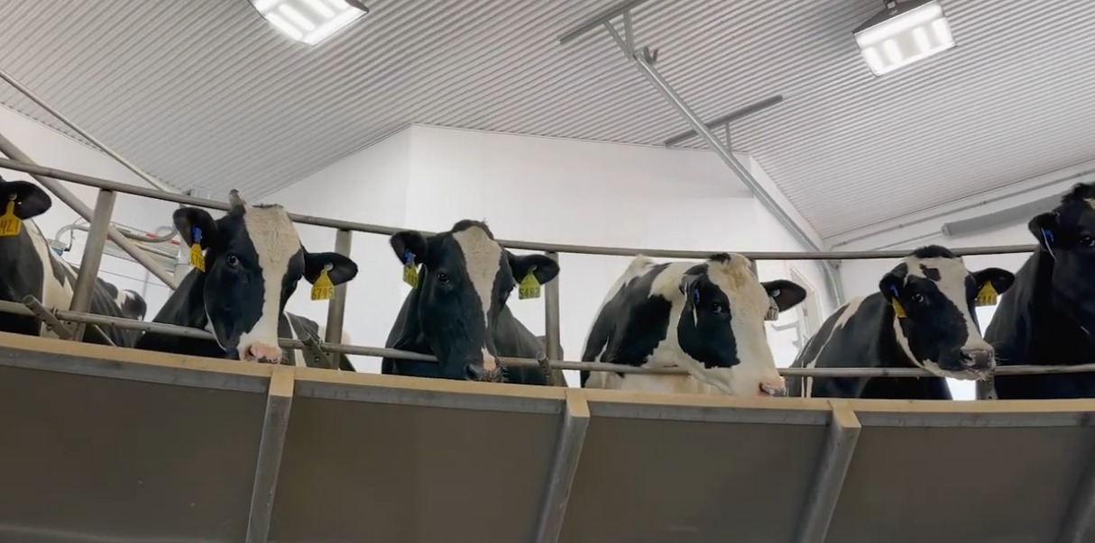 Cows in milking parlor