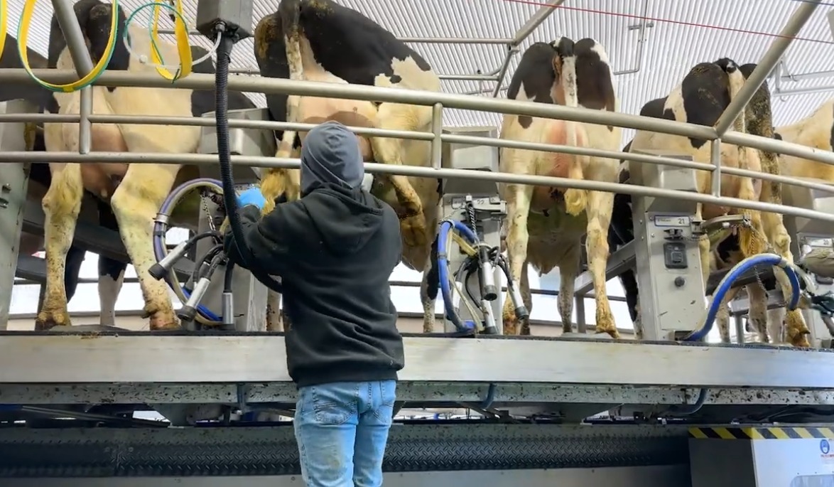 Cows in parlor