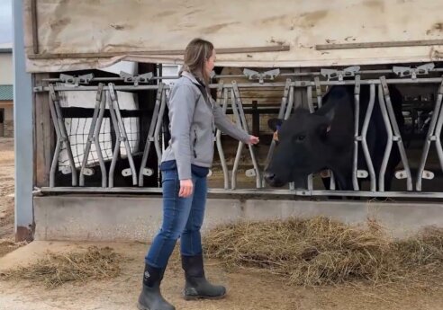 Person in a gray hoodie and jeans extends a hand to a black cow in a feeding stall, with hay on the ground inside a barn.