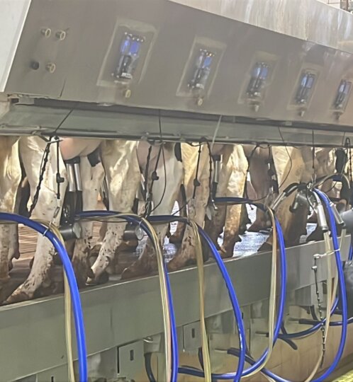Cows in a milking parlor connected to blue hoses, with two workers monitoring the automated milking system.
