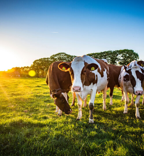 Cows Grazing In Field