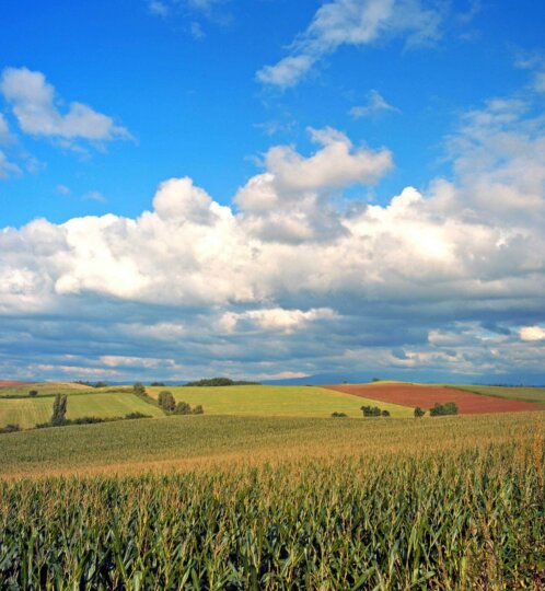 farm field
