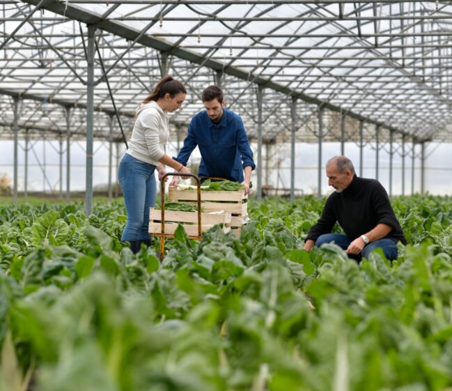 greenhouse agriculture